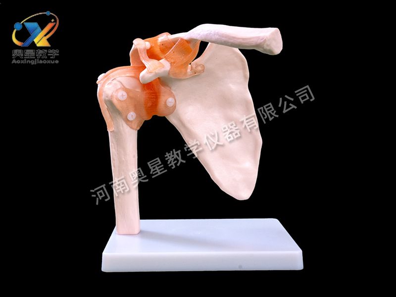 自然大肩關節(jié)模型